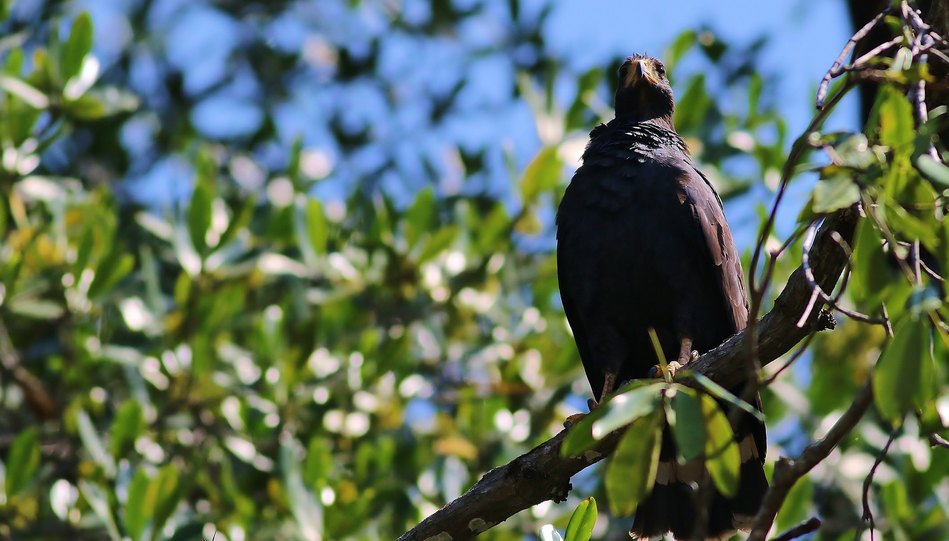 Common Black Hawk